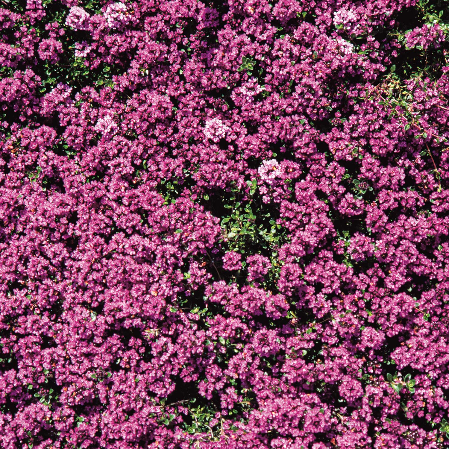 Rundblättriger Thymian 'Purpurteppich'