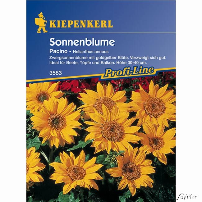 Sonnenblume 'Pacino'