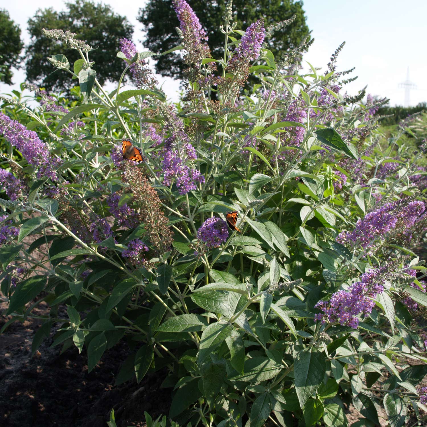 Schmetterlingsflieder 'Lochinch'