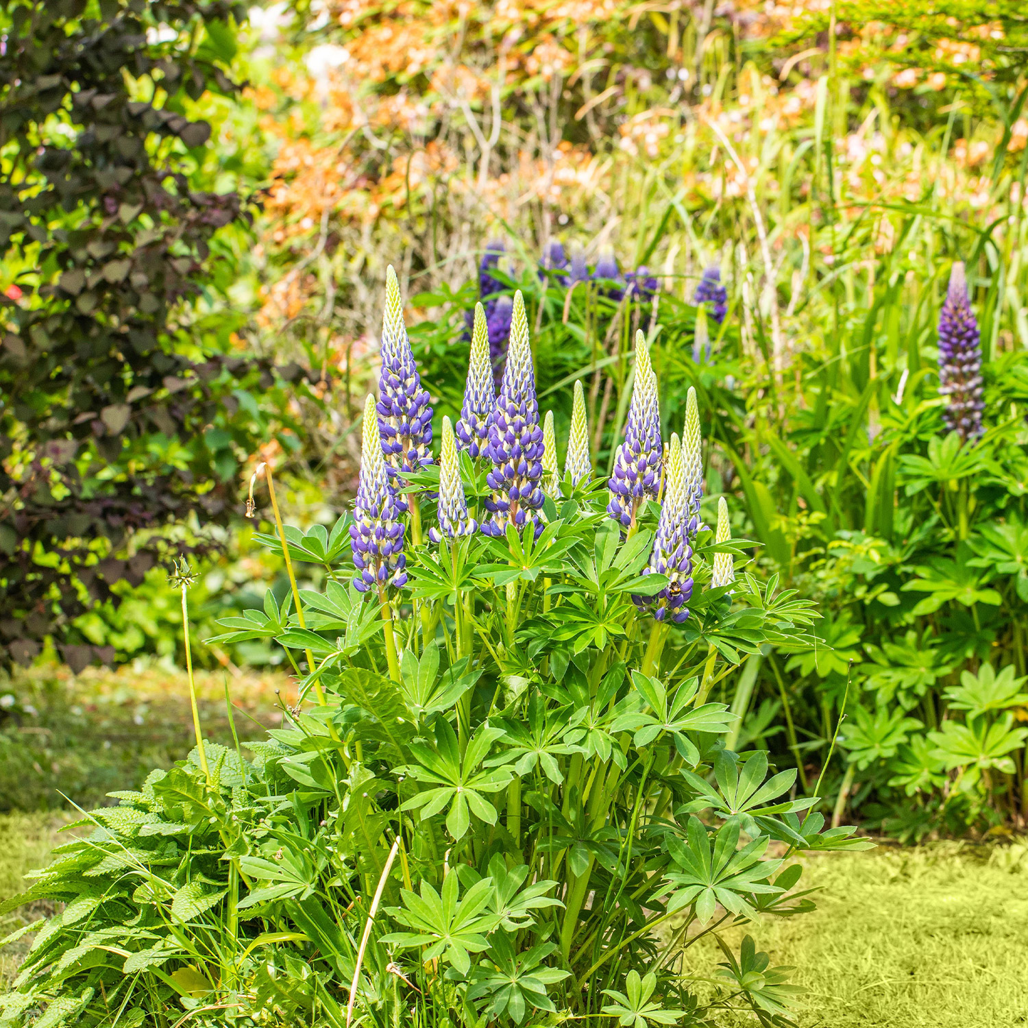 Gartenlupinen 'Blau'- 3 Stück