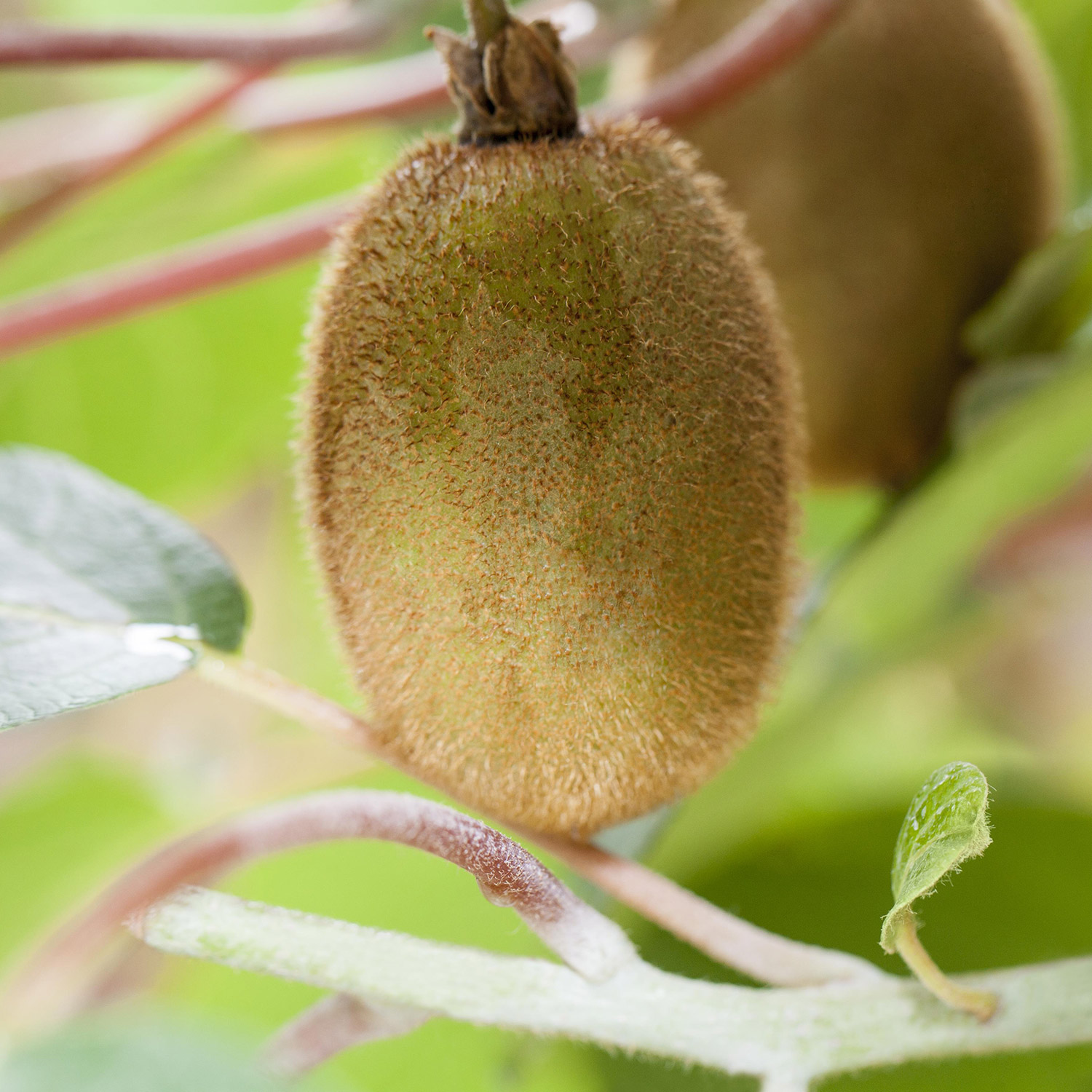 Große, selbstfruchtende Kiwi 'Solissimo® renact'