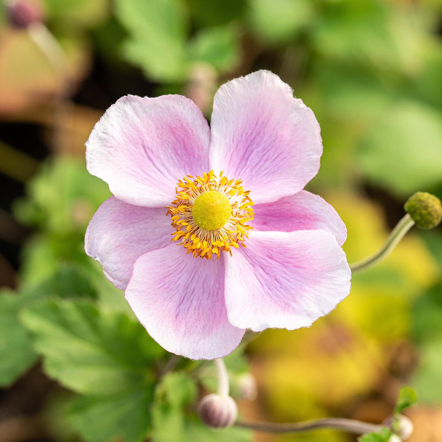 Herbst-Anemone 'Rose Beauty'