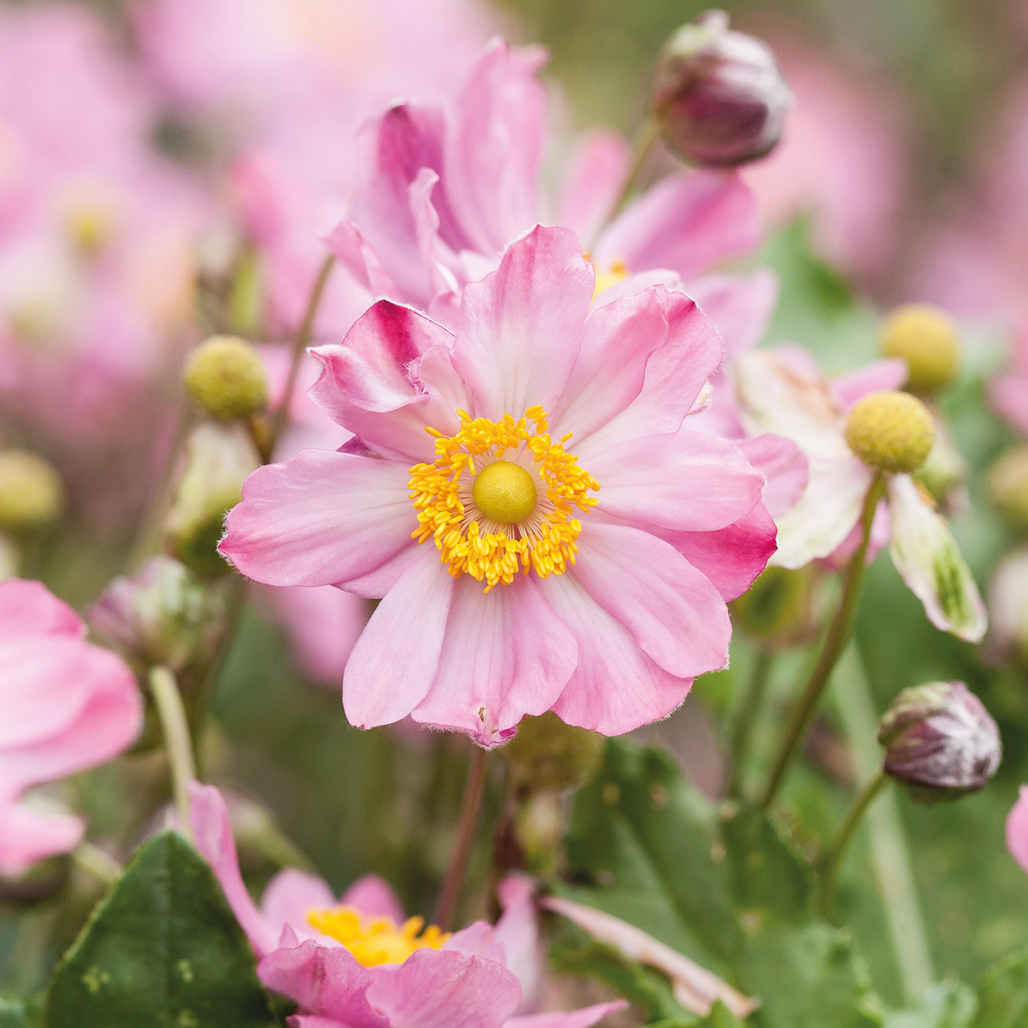 Herbst-Anemone 'Königin Charlotte'