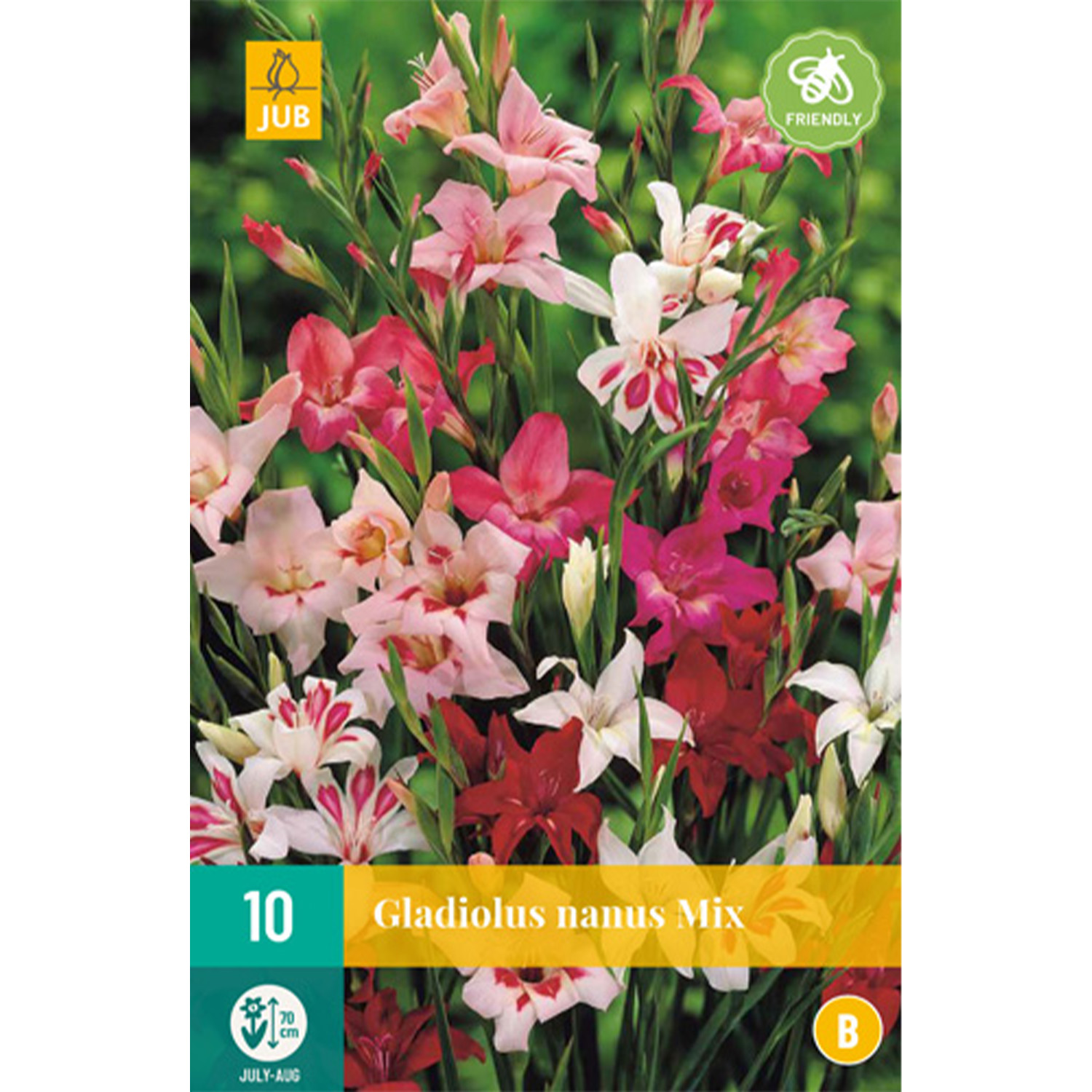 Gladiole 'Nanus Mix' - 10 Stück