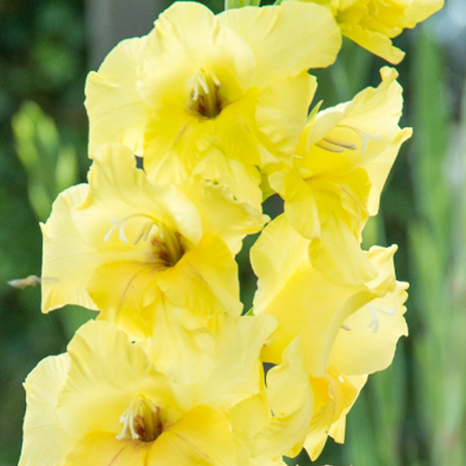 Gladiole 'Nova Lux' - 10 Stück