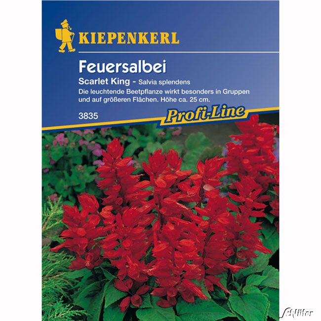 Salbei (Feuersalbei) 'Scarlet King'