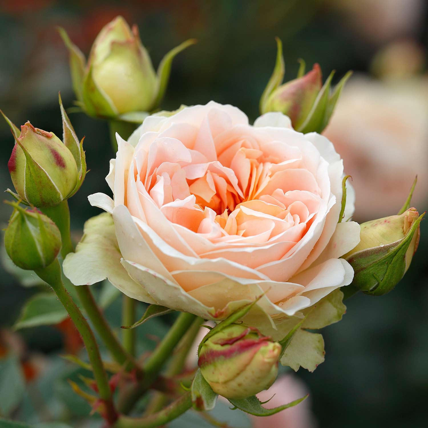 Strauchrose 'Matthias Claudius'