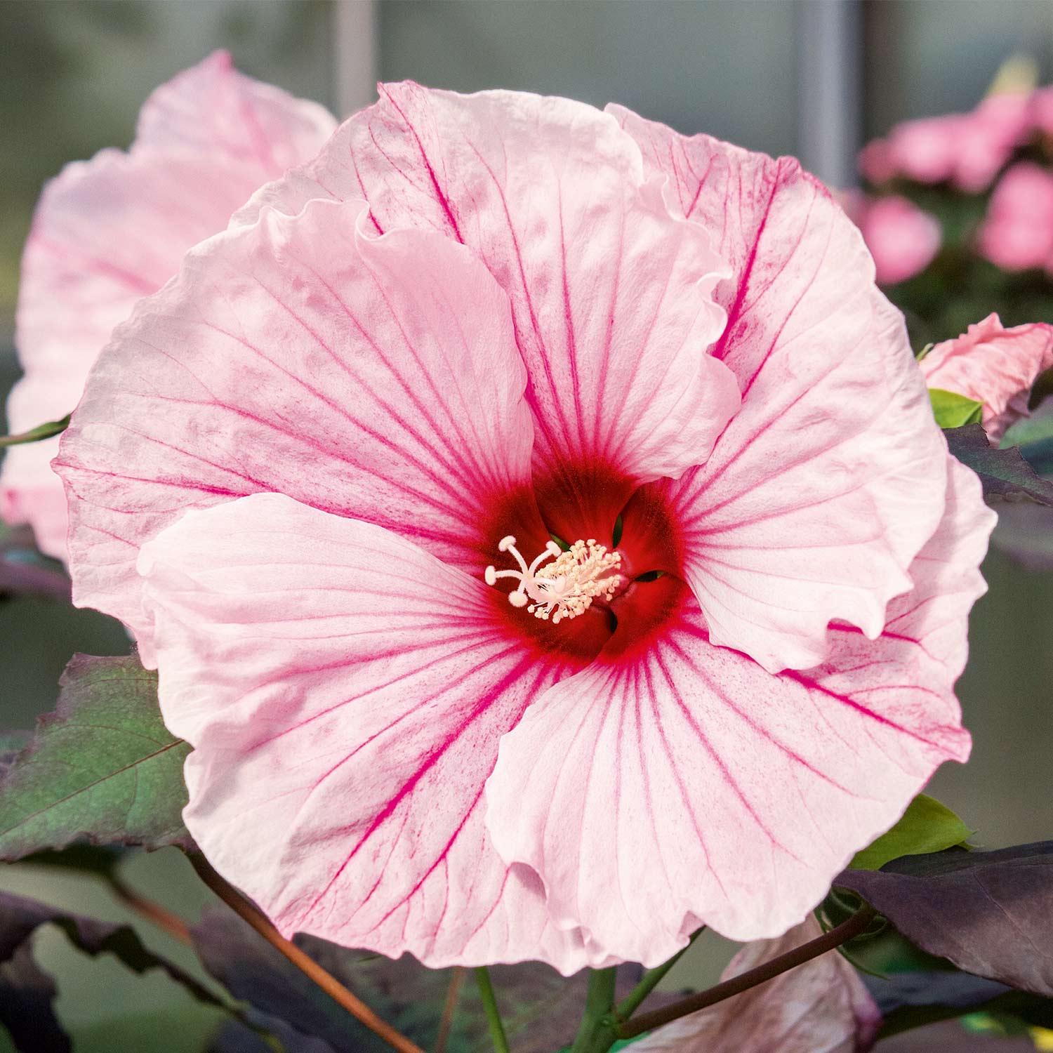 Riesenblütiger Hibiskus 'Summerific Dark Mystery®'