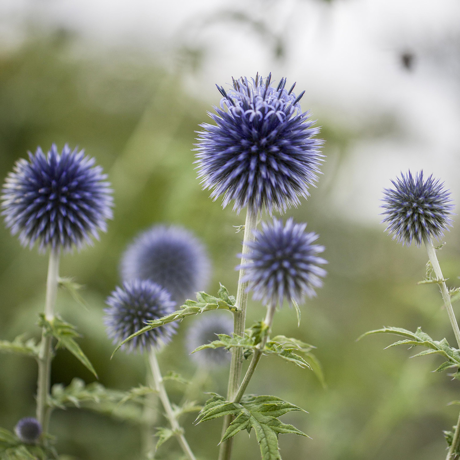 Kugeldistel