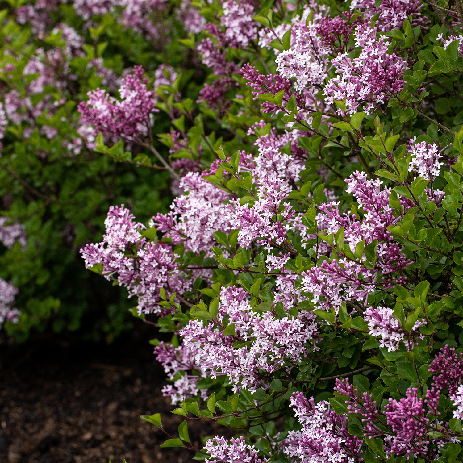 Kategorie <b>Produkt ohne Kategoriezuordnung </b> - Zwerg-Duftflieder &#039;Palibin&#039; 7,5 Liter, 40 - 60 cm Liefergröße: 40 - 60 cm - Syringa meyeri &#039;Palibin&#039;