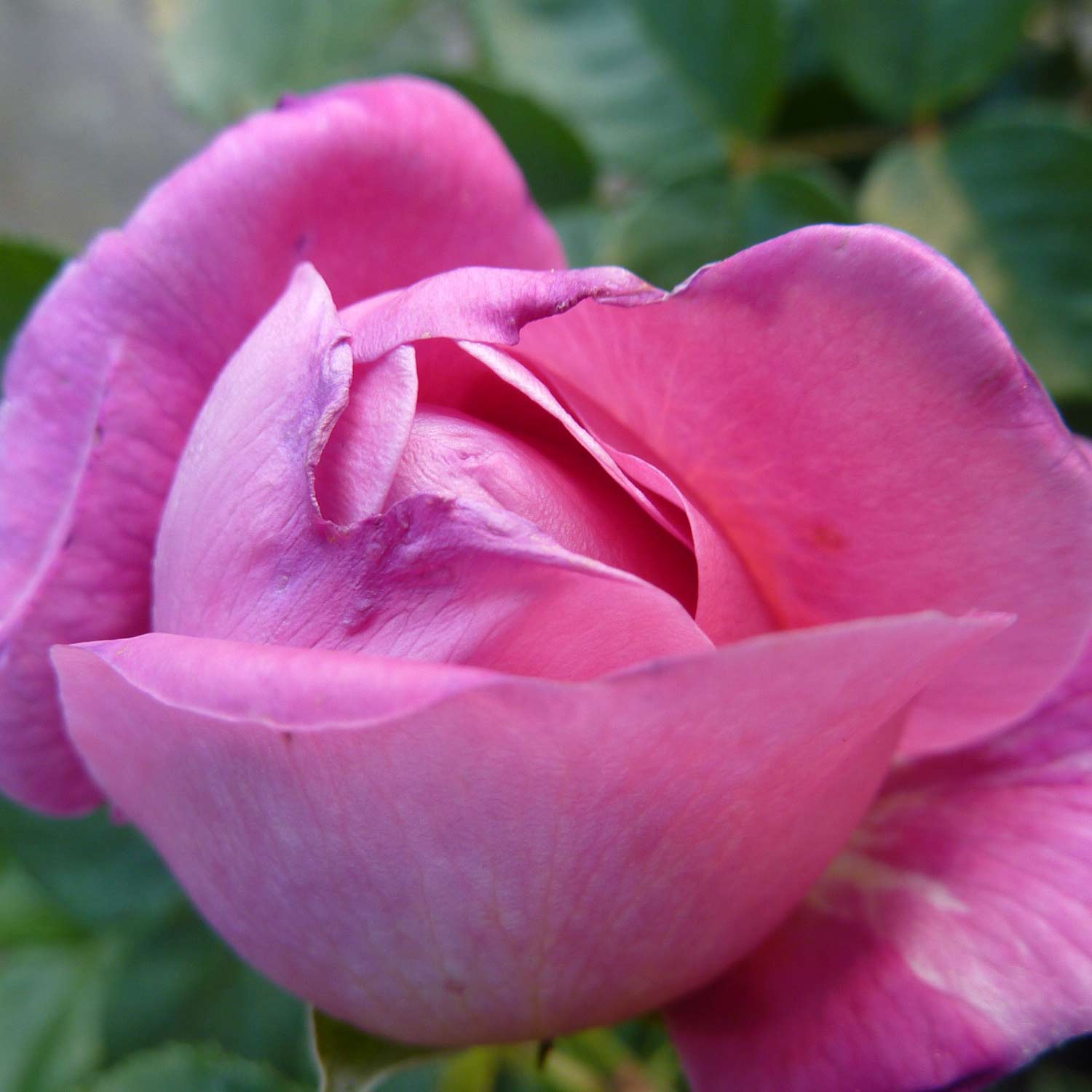 David Austin Rose 'Princess Anne®' - AGM-Rose