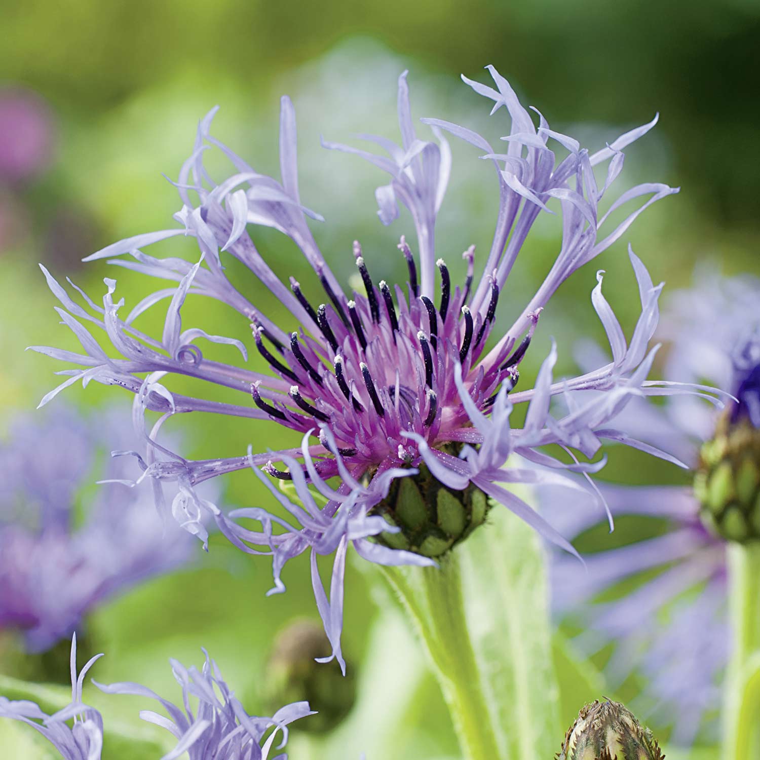 Berg-Flockenblume 'Amethyst Dream'