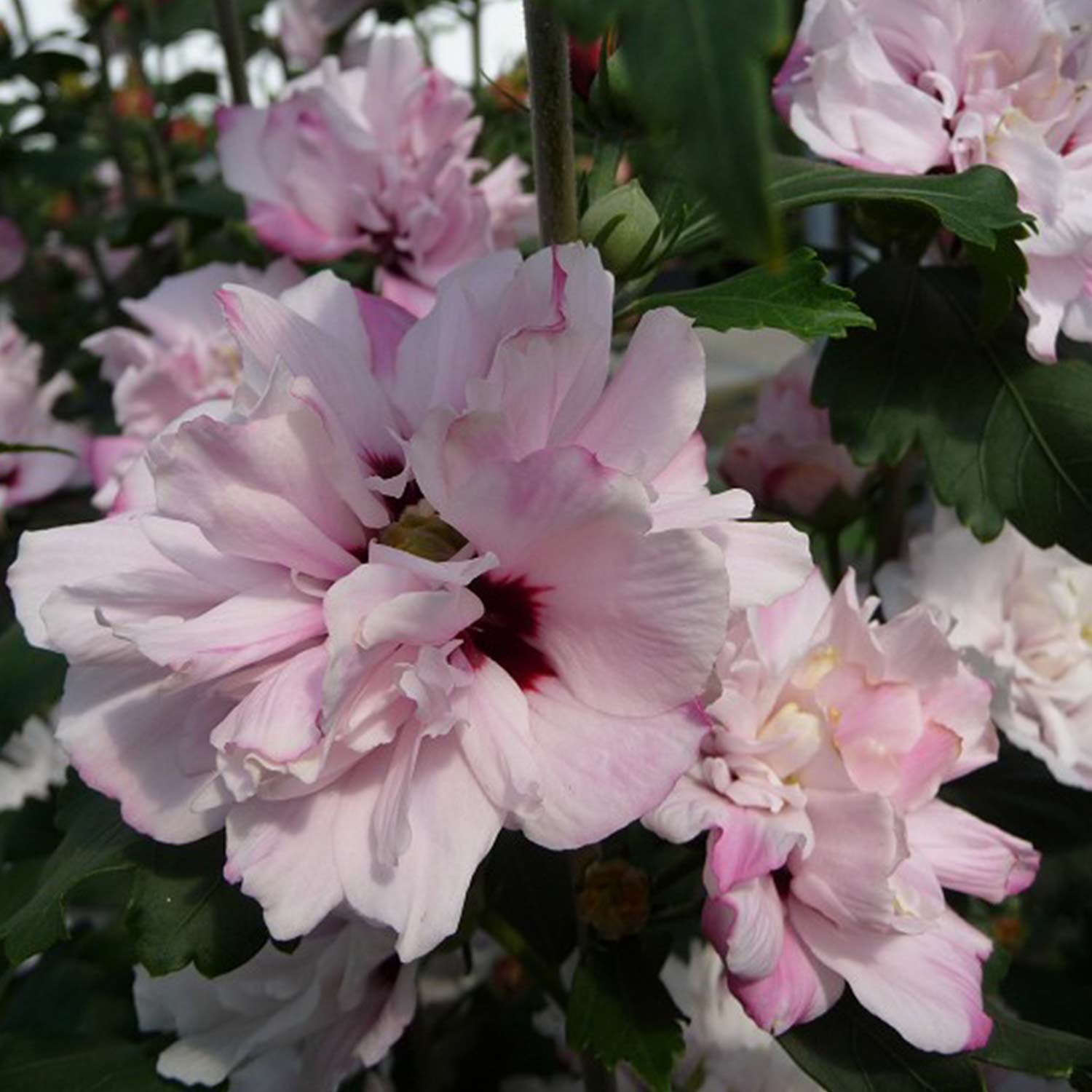 Garteneibisch 'Pink Chiffon'