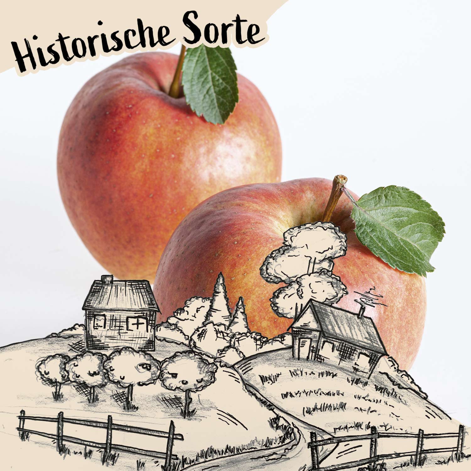 Apfel 'Wohlschmecker aus Vierlanden'