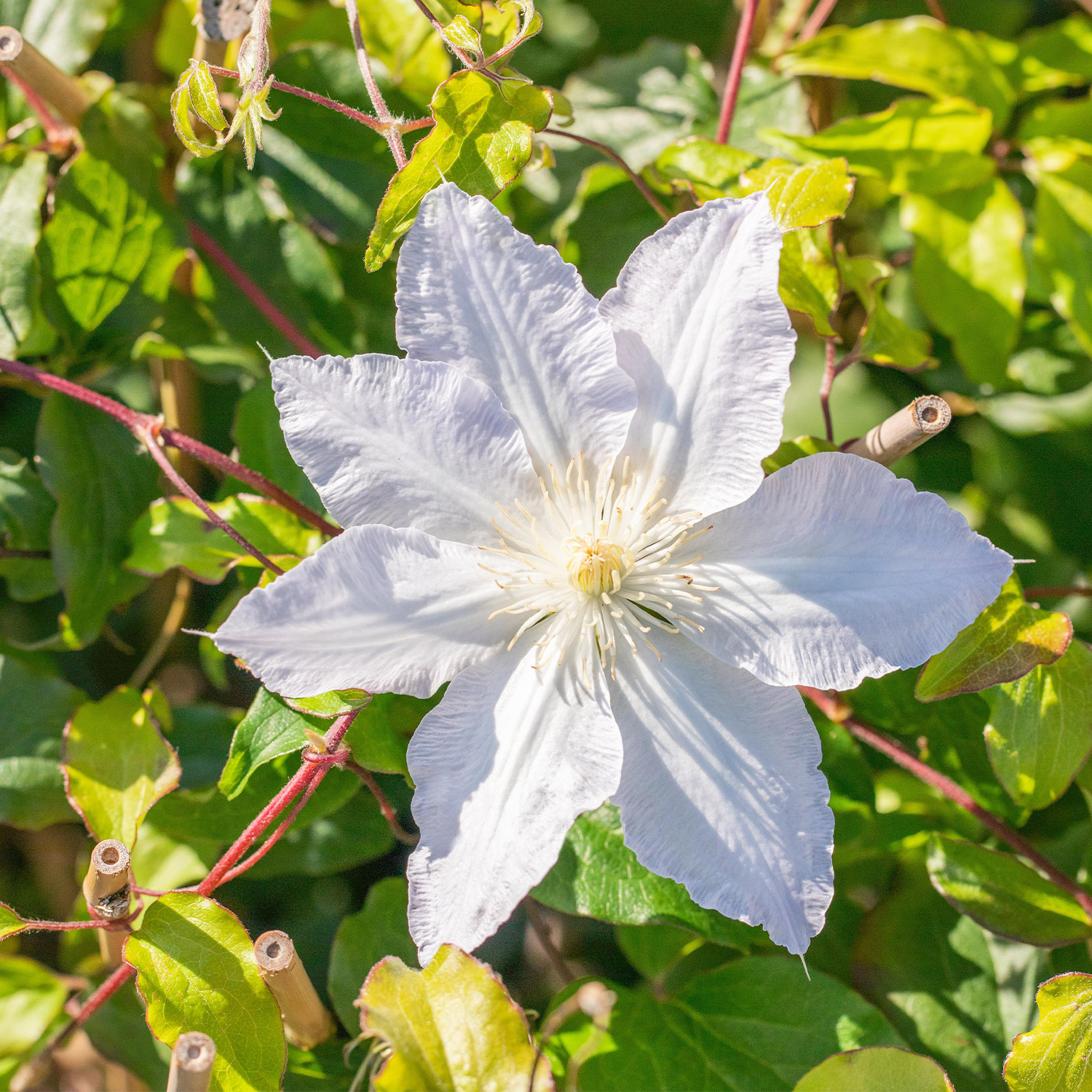 Clematis 'Destiny'