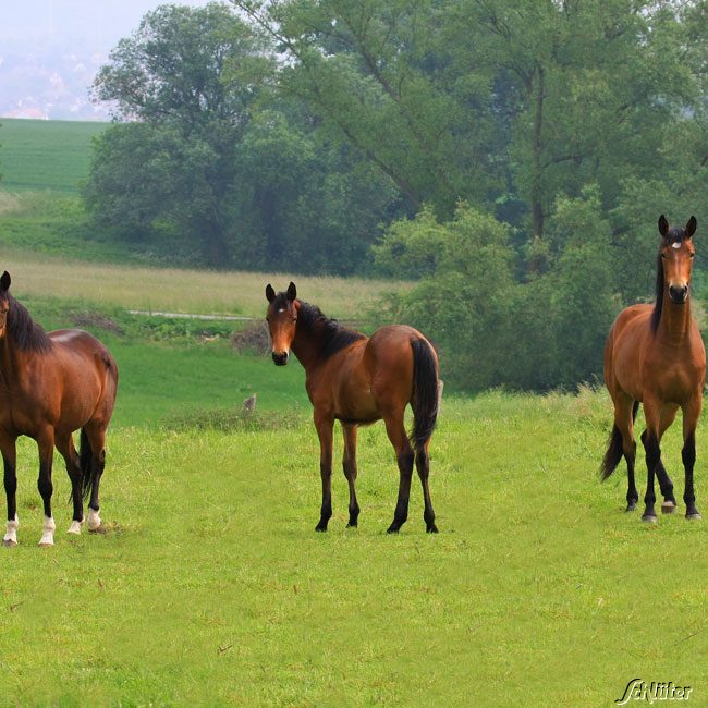 RUDLOFF-EQUITANA® Pferdeweide Nachsaat - Gräsermischung