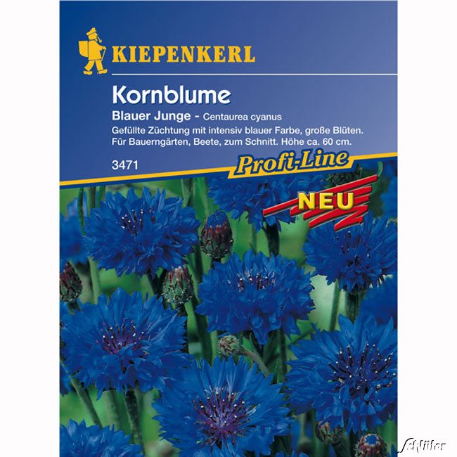 Kornblumen 'Blauer Junge'