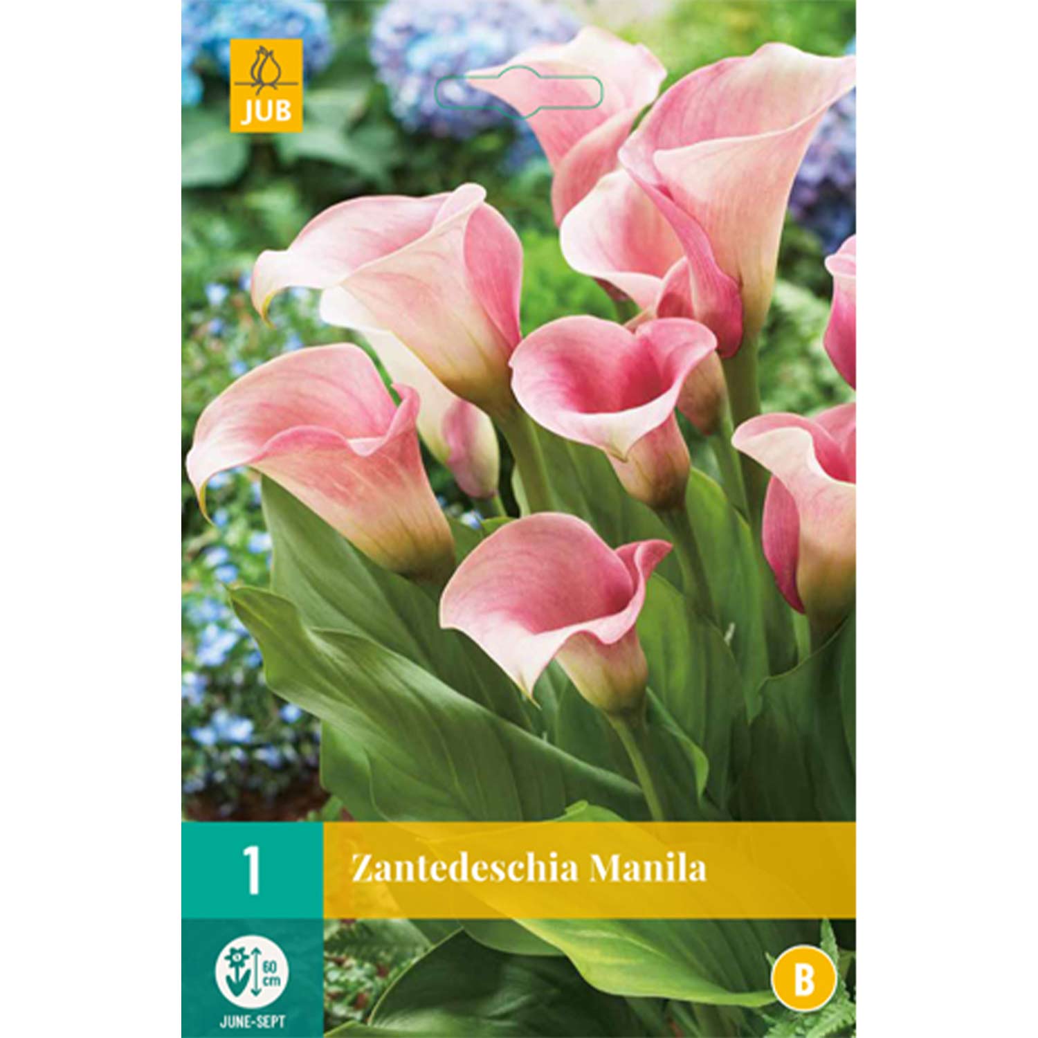 Calla 'Manila'