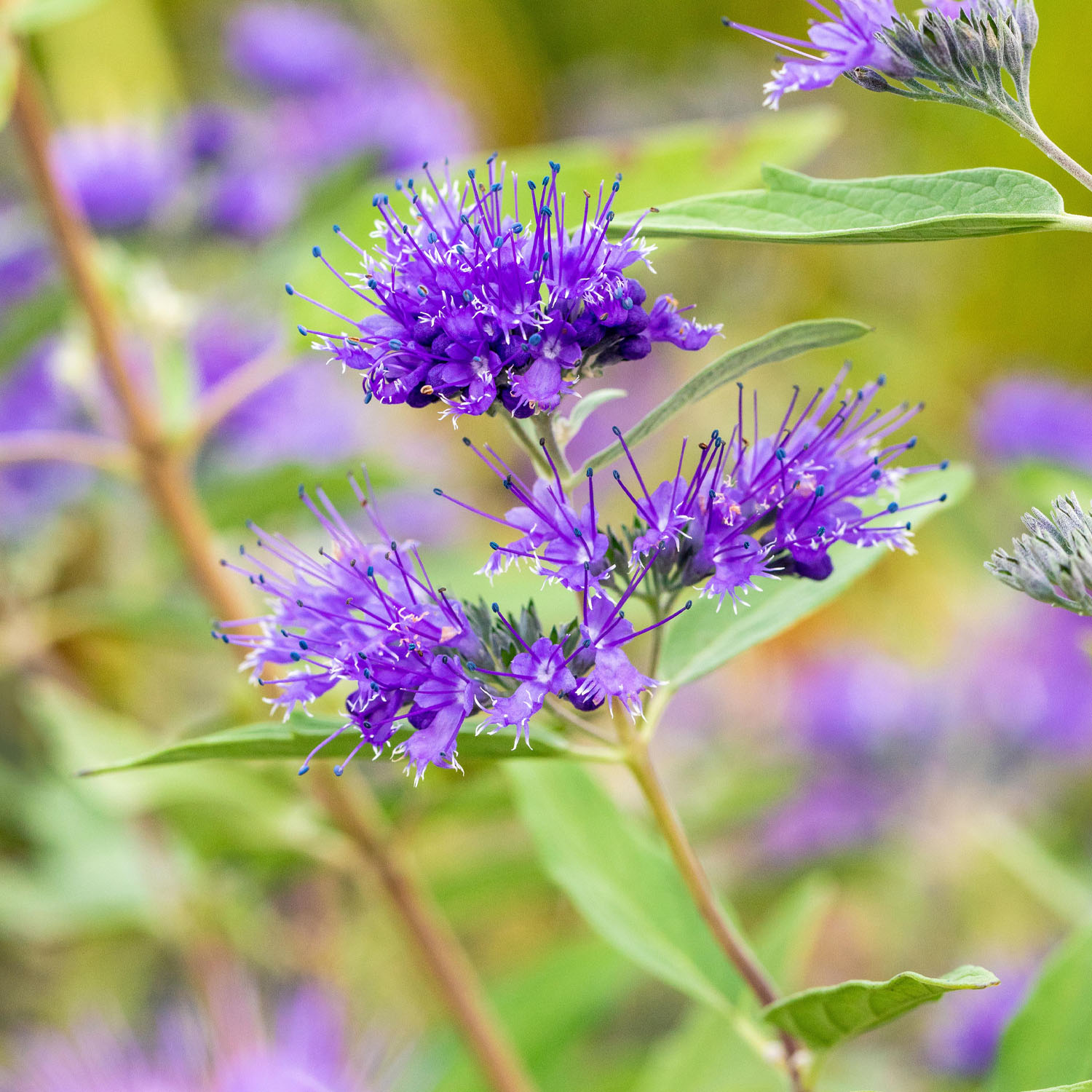 Bartblume 'Heavenly Blue'