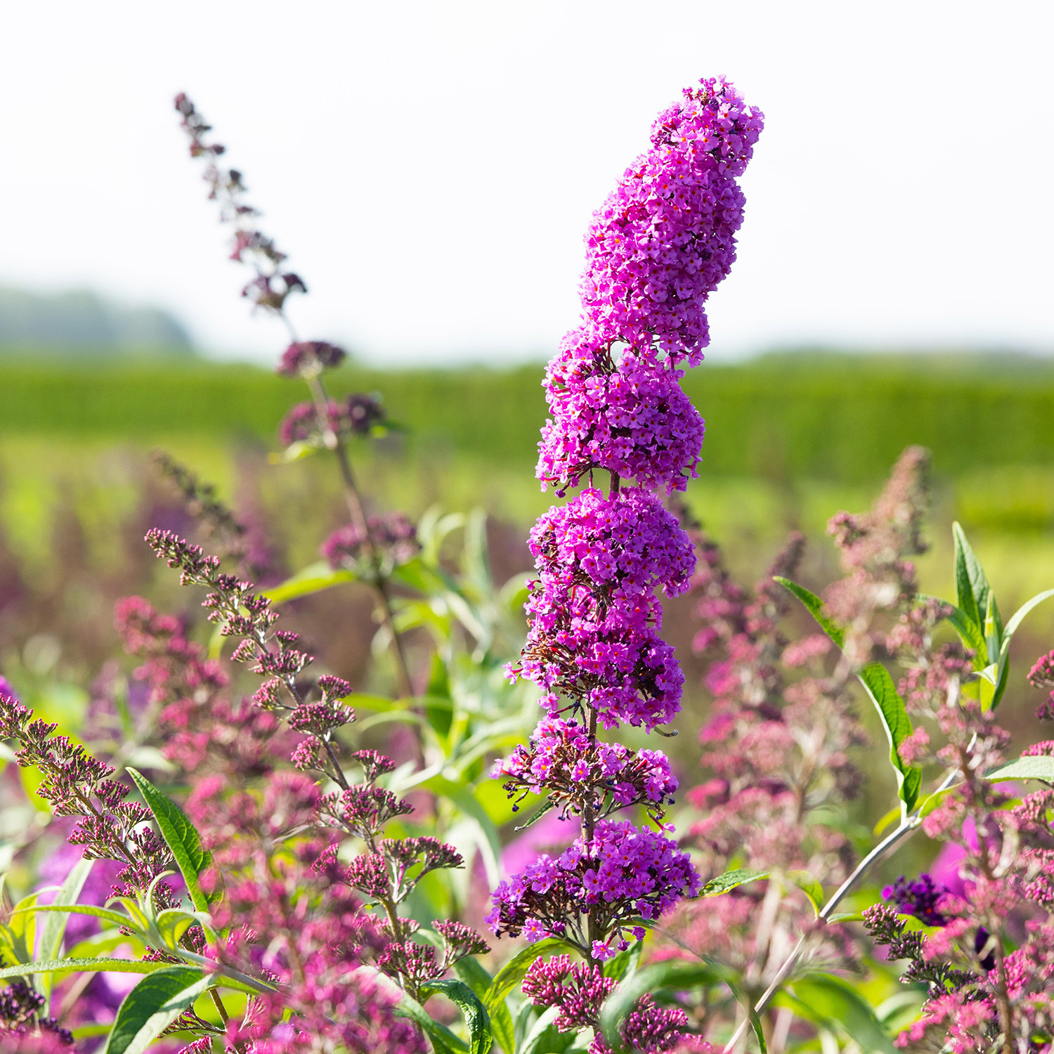 Schmetterlingsflieder 'Royal Red'