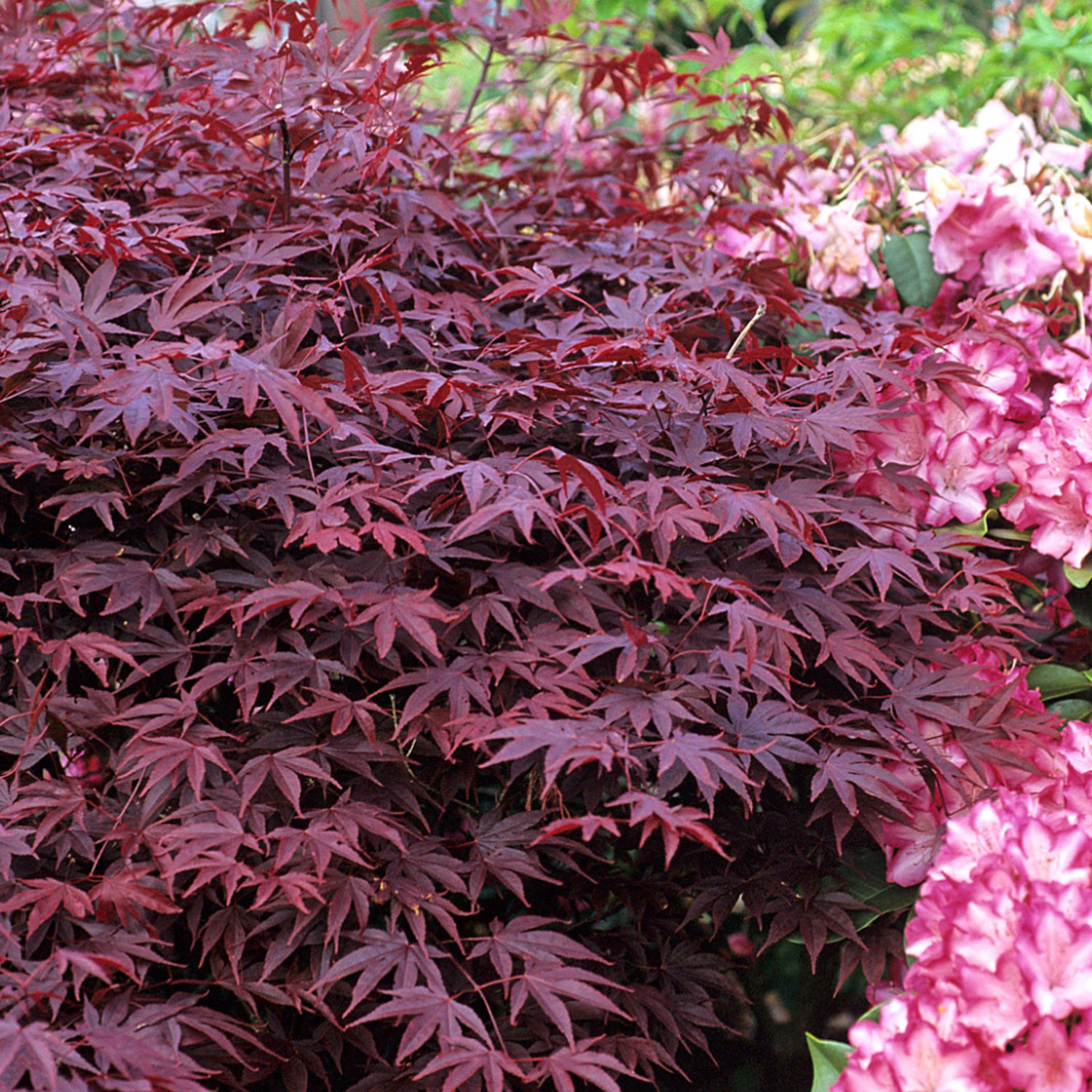 Japanischer Fächerahorn 'Fireglow'