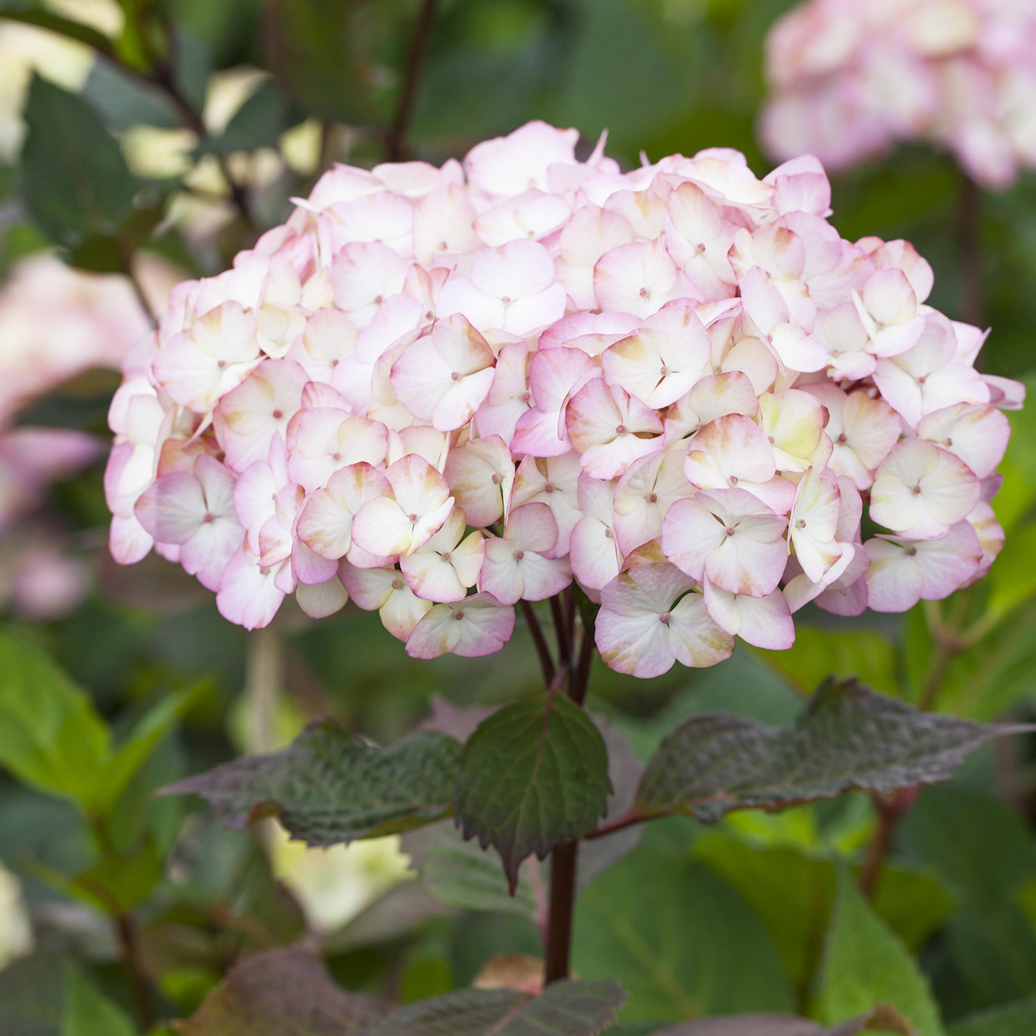 Gartenhortensie 'Preziosa'