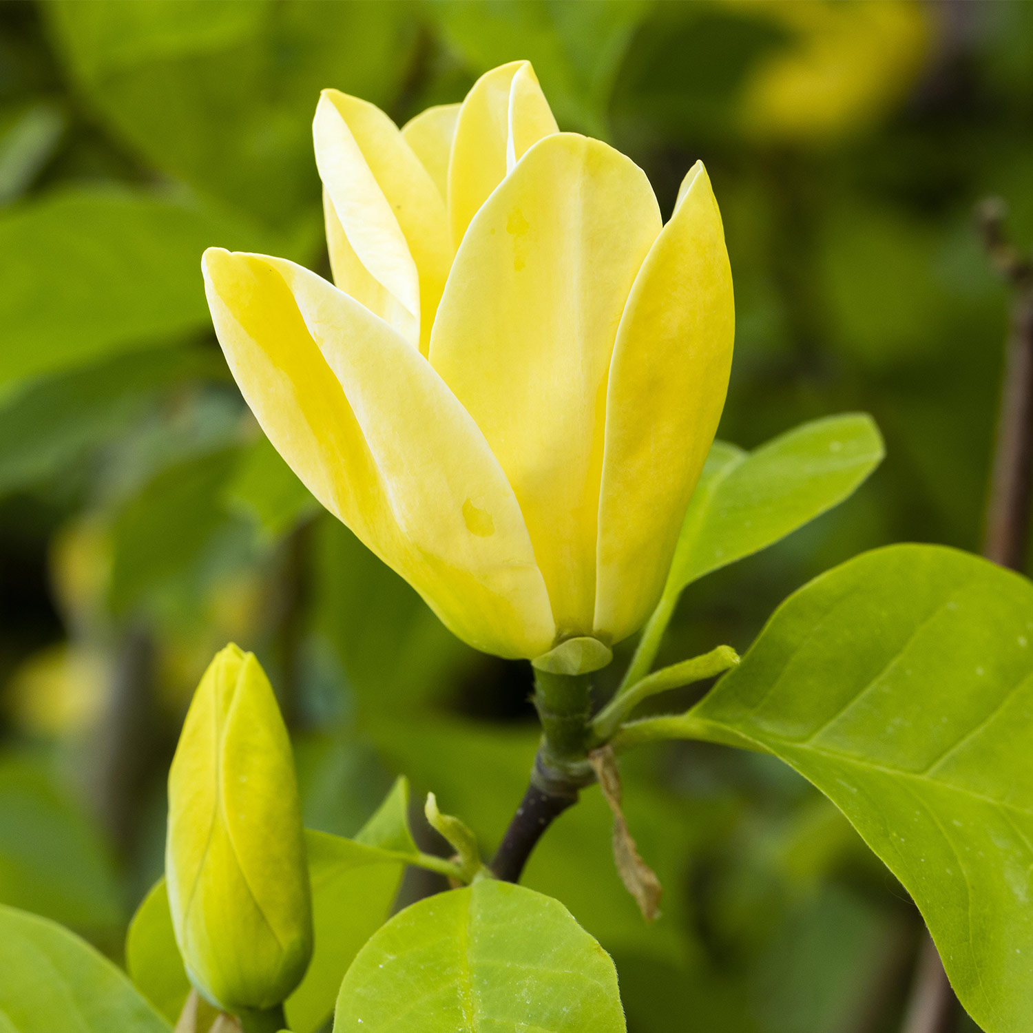 Magnolie 'Sunsation'