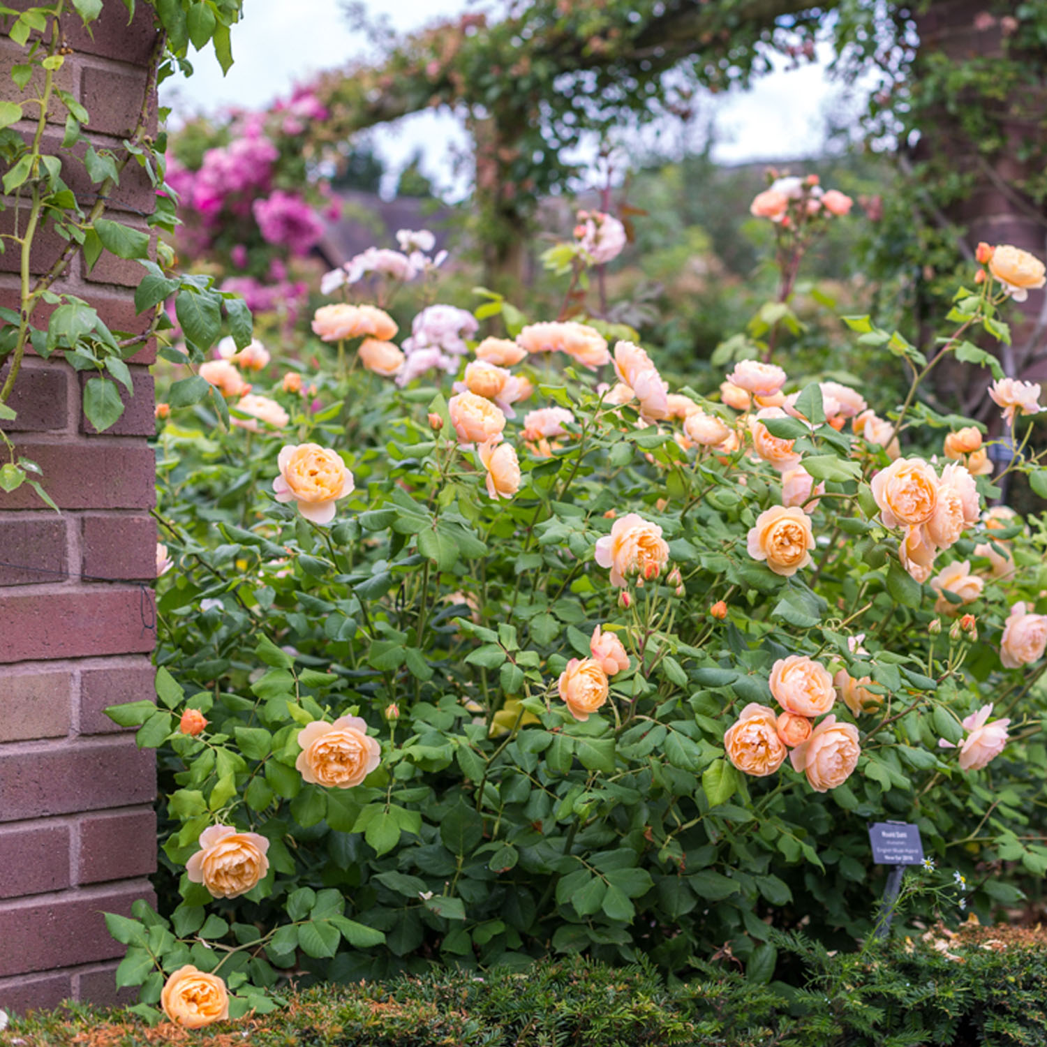 David Austin-Rose 'Roald Dahl®'