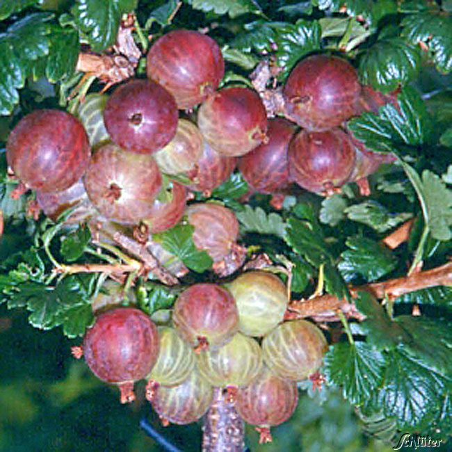 Stachelbeere 'Rexroth' - Halbstamm