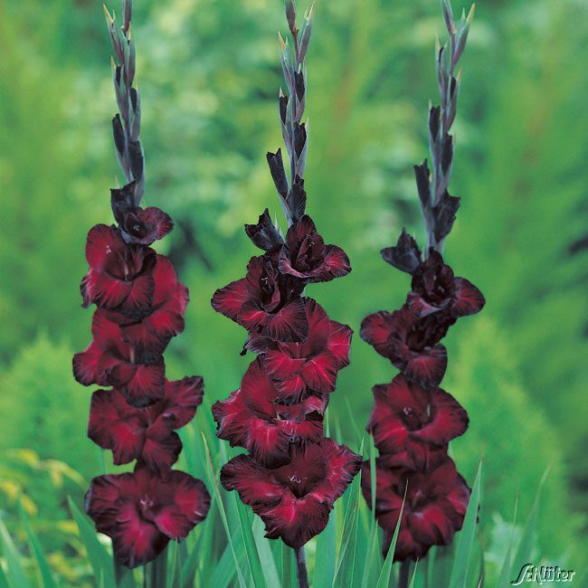 Gladiole 'Black Star'