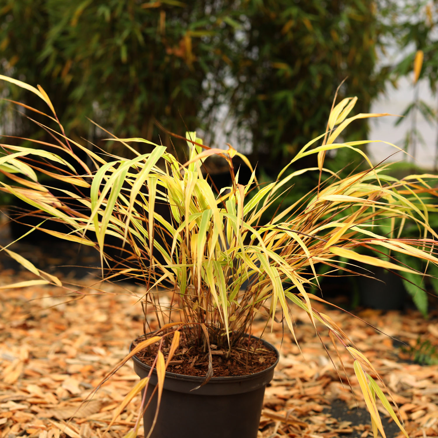 Japanisches Berg-Gras  'Albostriata'