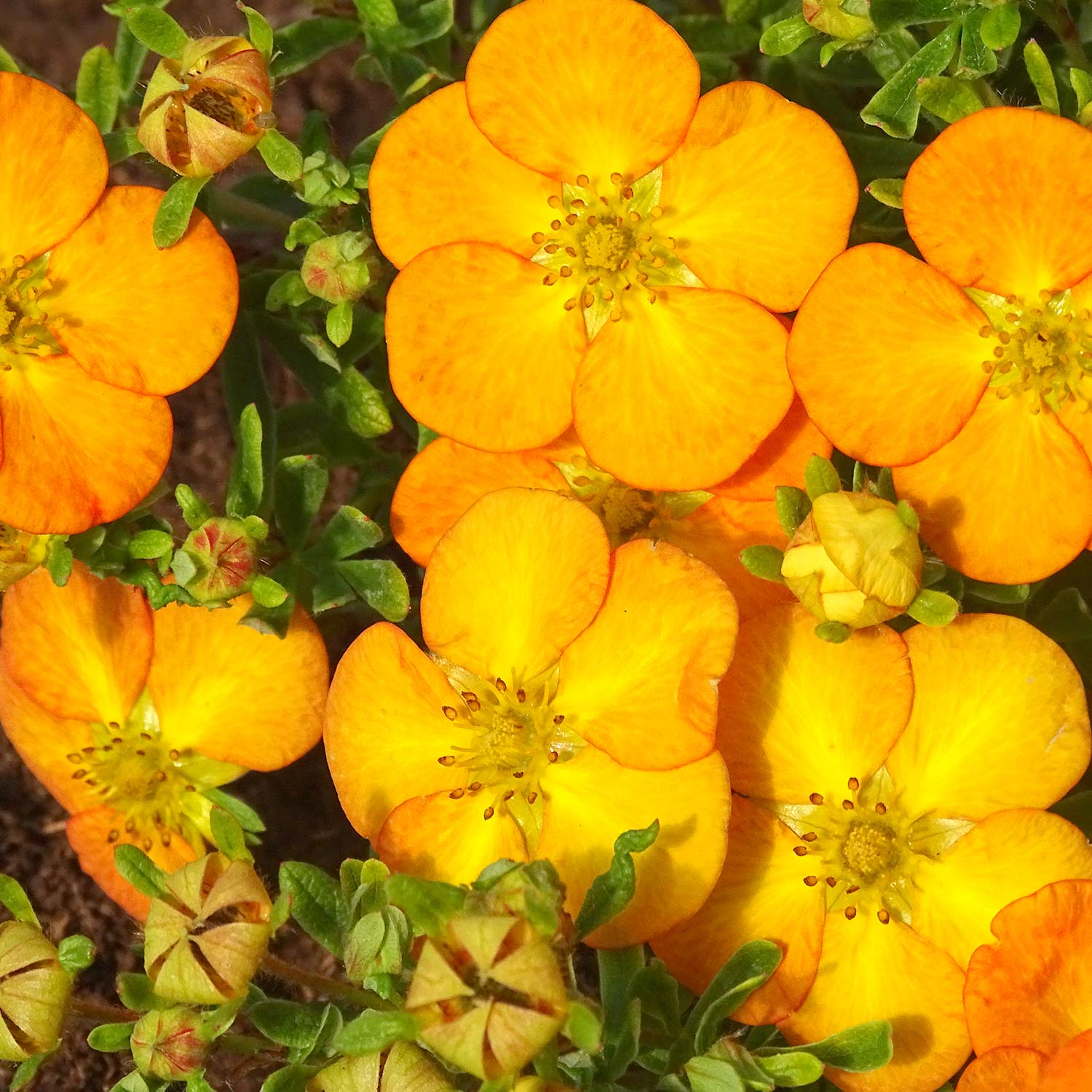 Kategorie <b>Produkt ohne Kategoriezuordnung </b> - Fingerstrauch &#039;Bella Sol®&#039; Liefergröße: 30 - 40 cm - Potentilla fruticosa &#039;Bella Sol®&#039;