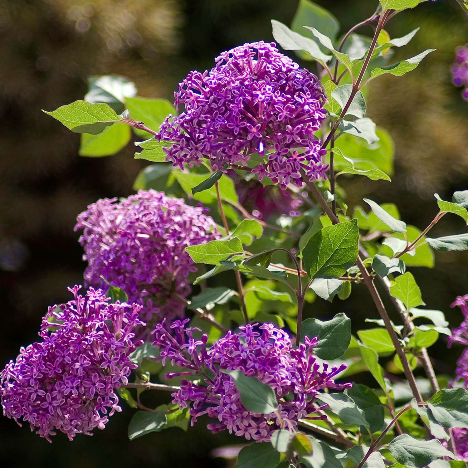 Edelflieder 'Bloomerang® Dark Purple'