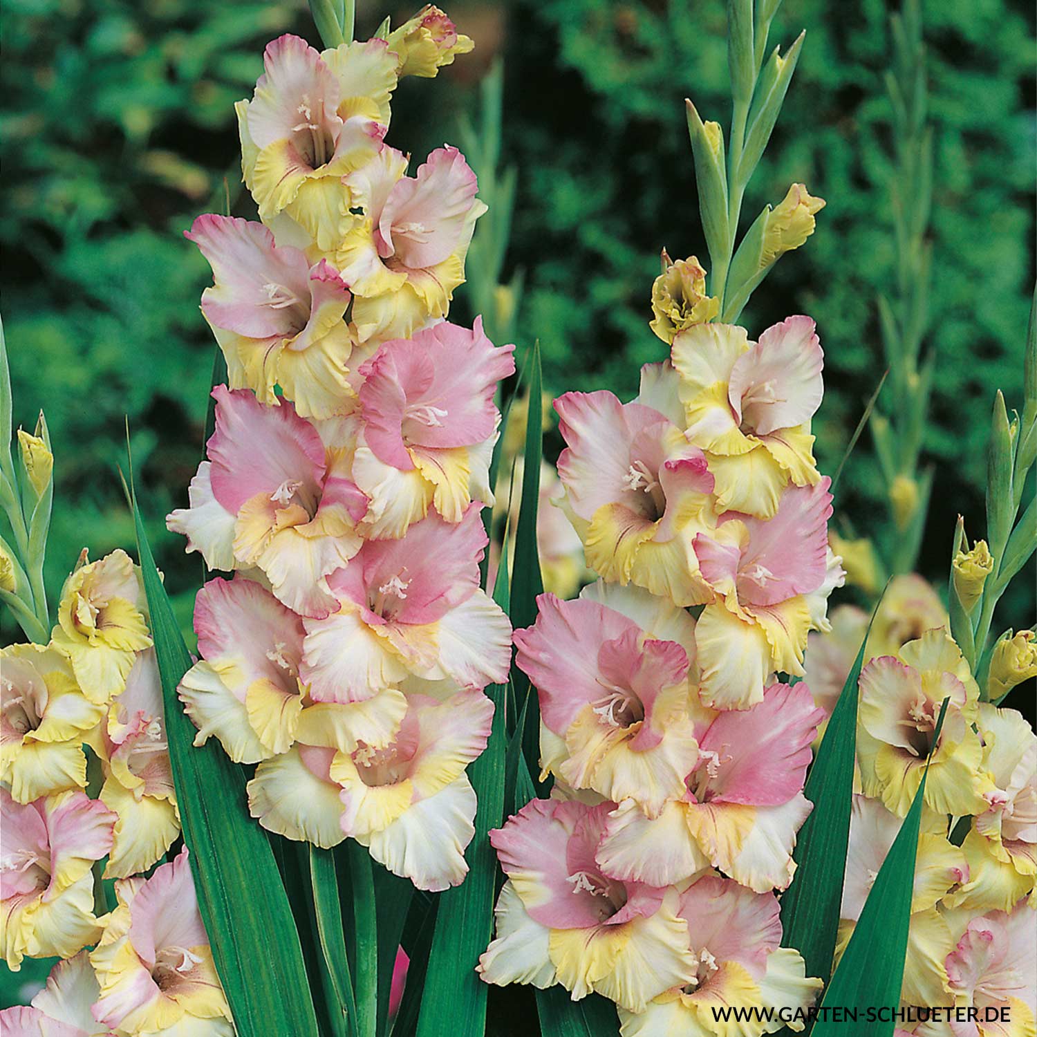 Gladiole 'Mon Amour' - 7 Stück