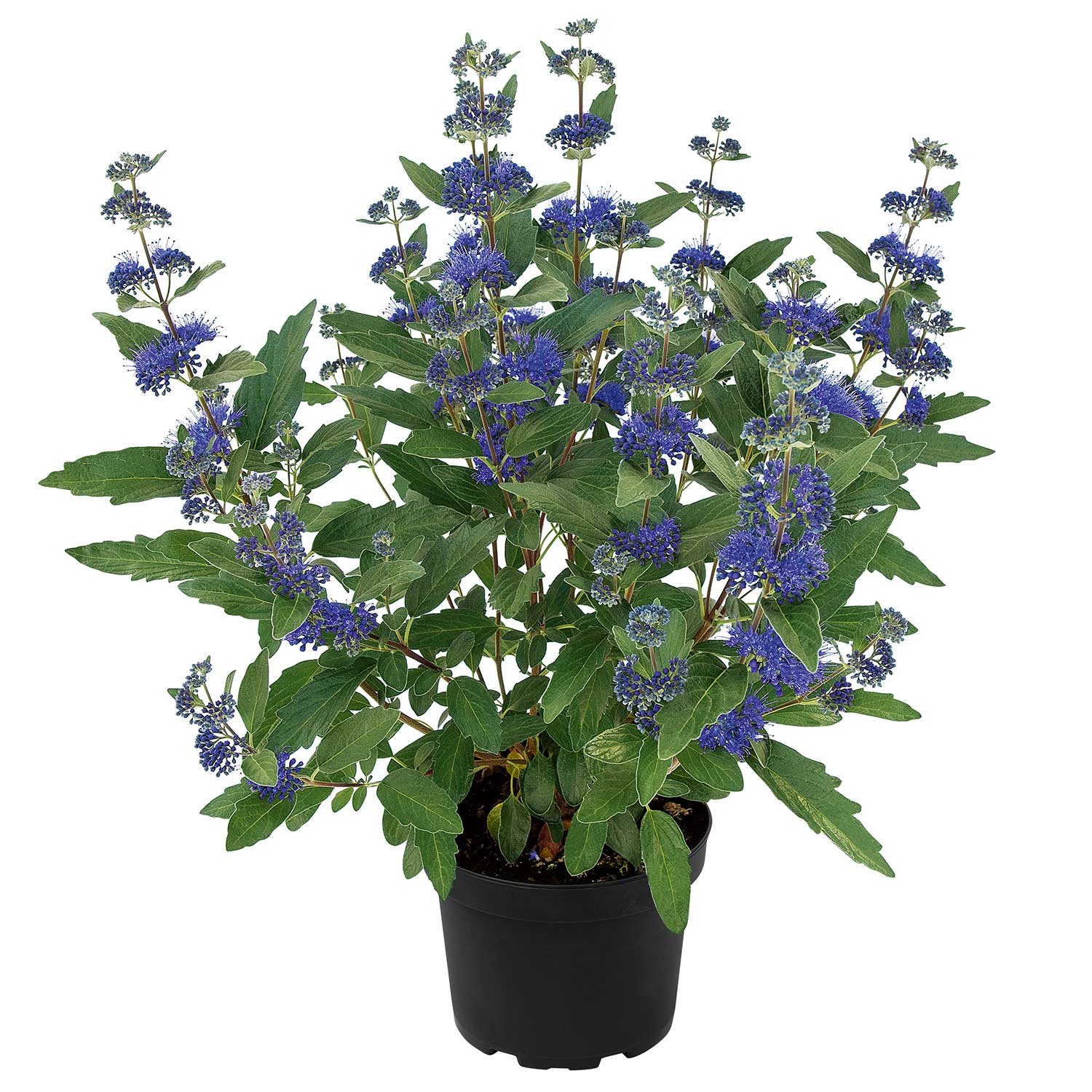 Bartblume 'Blue Knight' ®