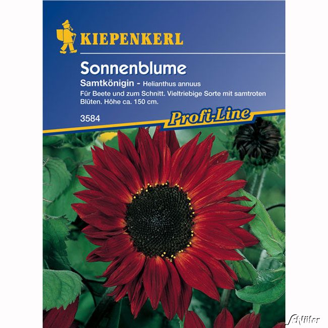 Sonnenblume 'Samtkönigin'