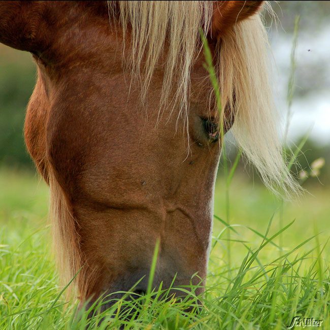 RUDLOFF-EQUITANA® Kräutermischung für Pferde