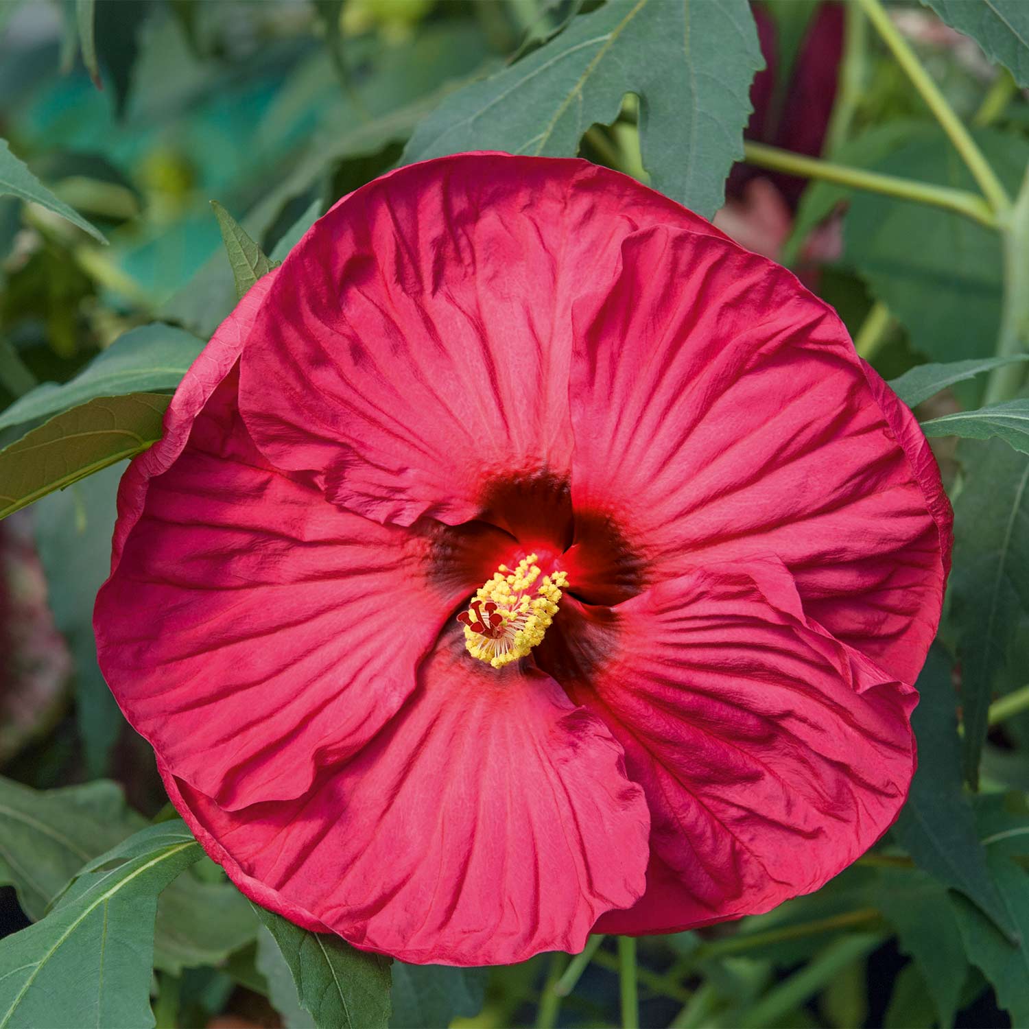 Riesenblütiger Hibiskus 'Summerfic Summer in Paradise®'