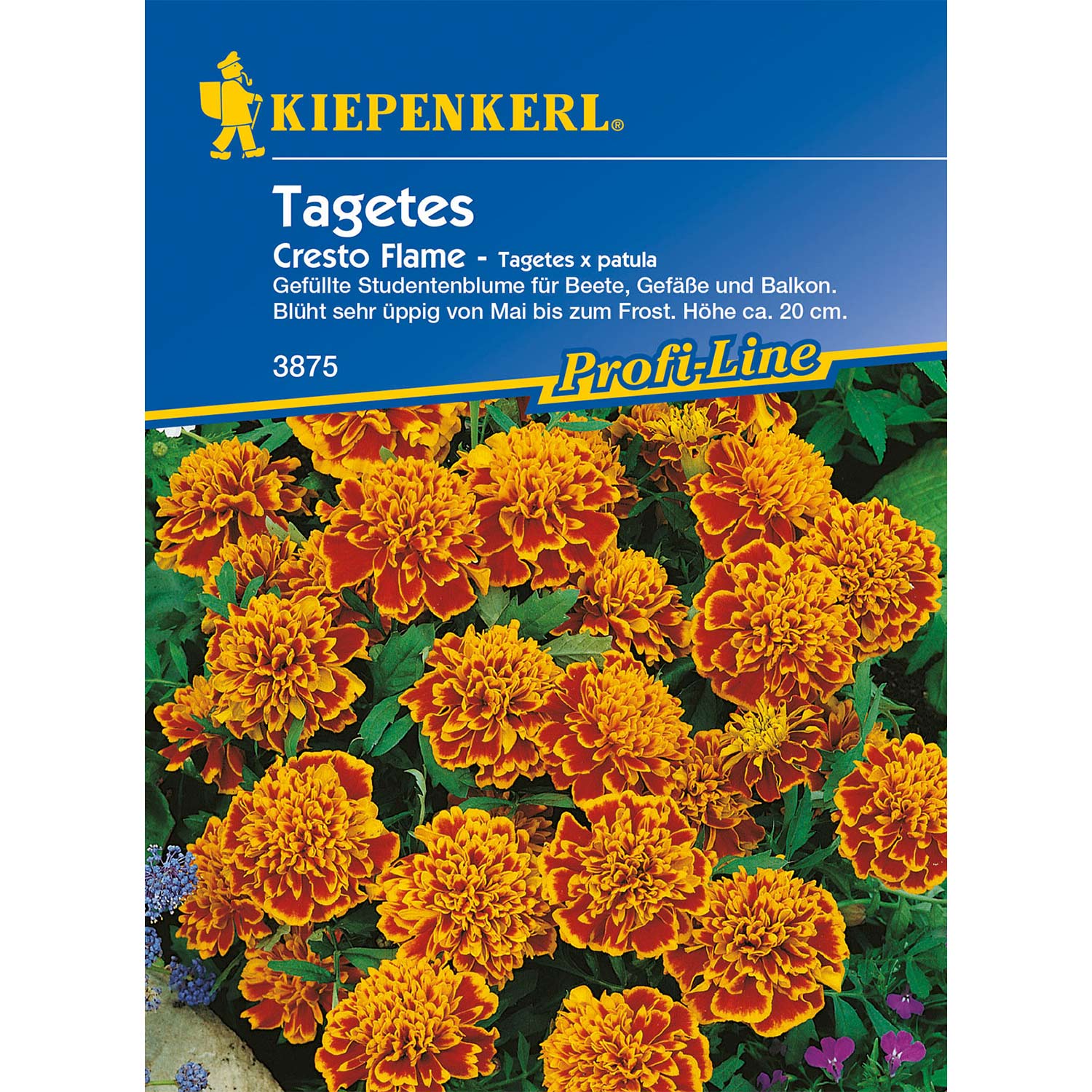 Tagetes 'Cresto Flame'