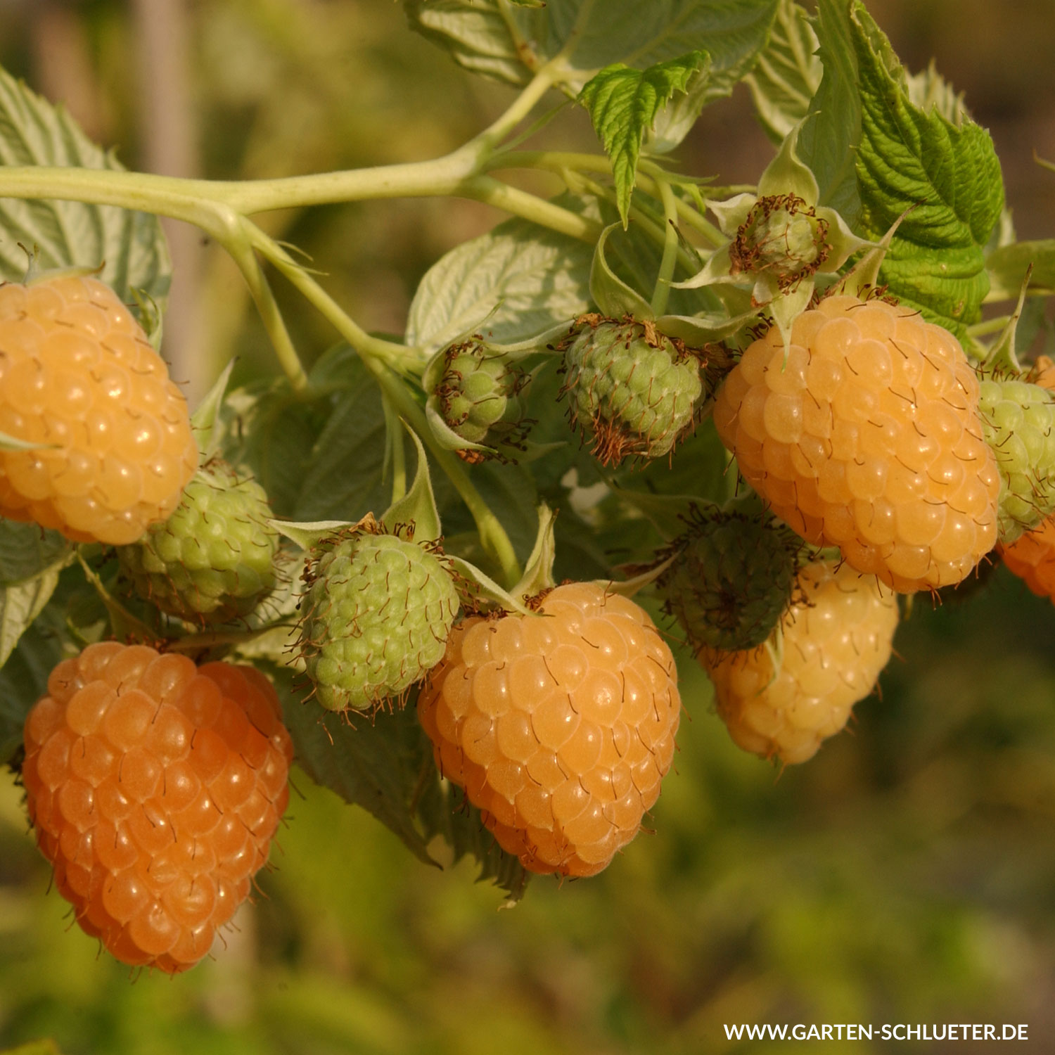 Dornenlose Herbsthimbeere 'Autumn Amber'