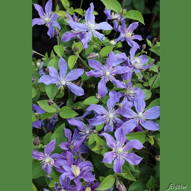 Stauden-Clematis 'Arabella'