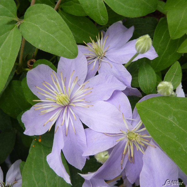 Clematis 'Justa'