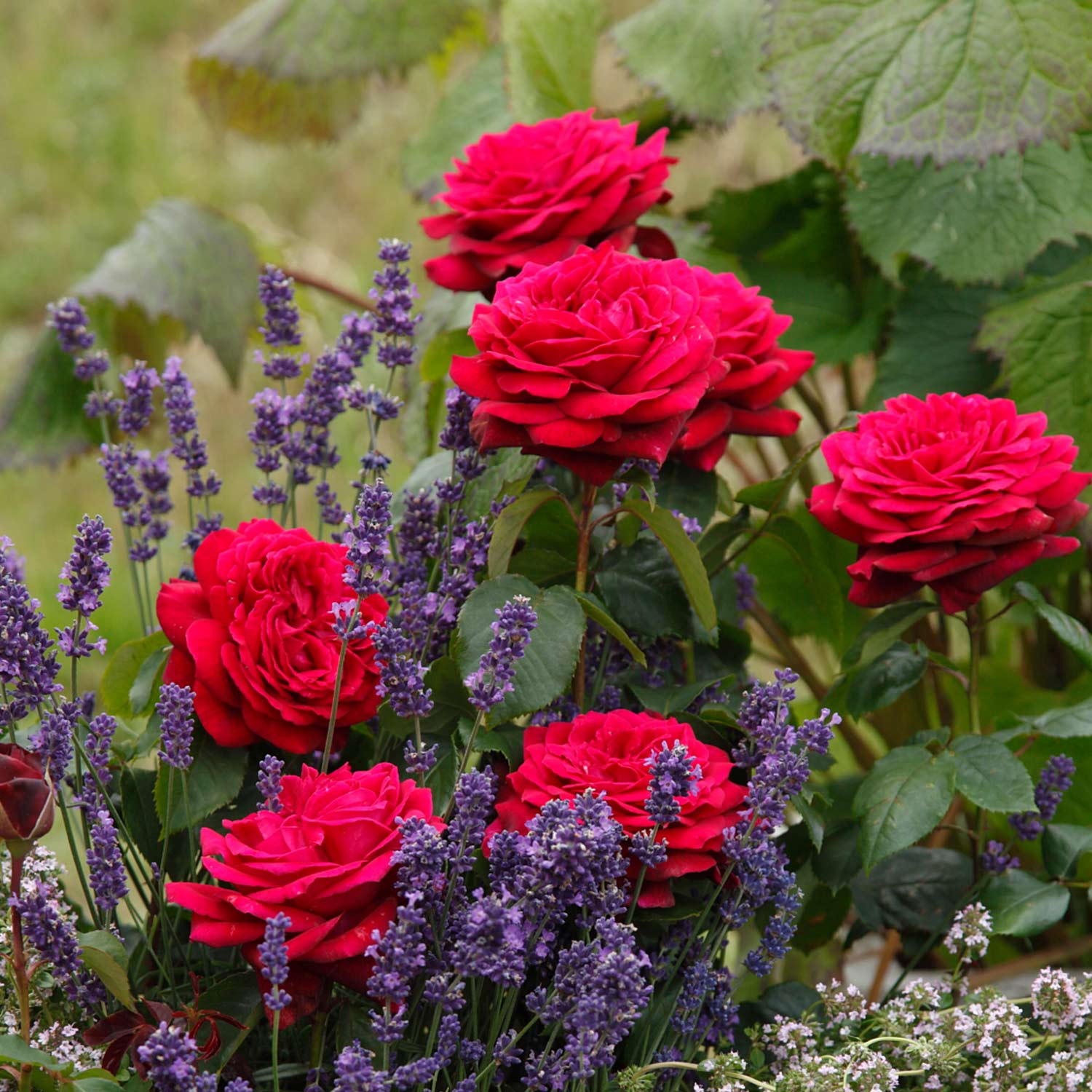 Edelrose 'Gräfin Diana'