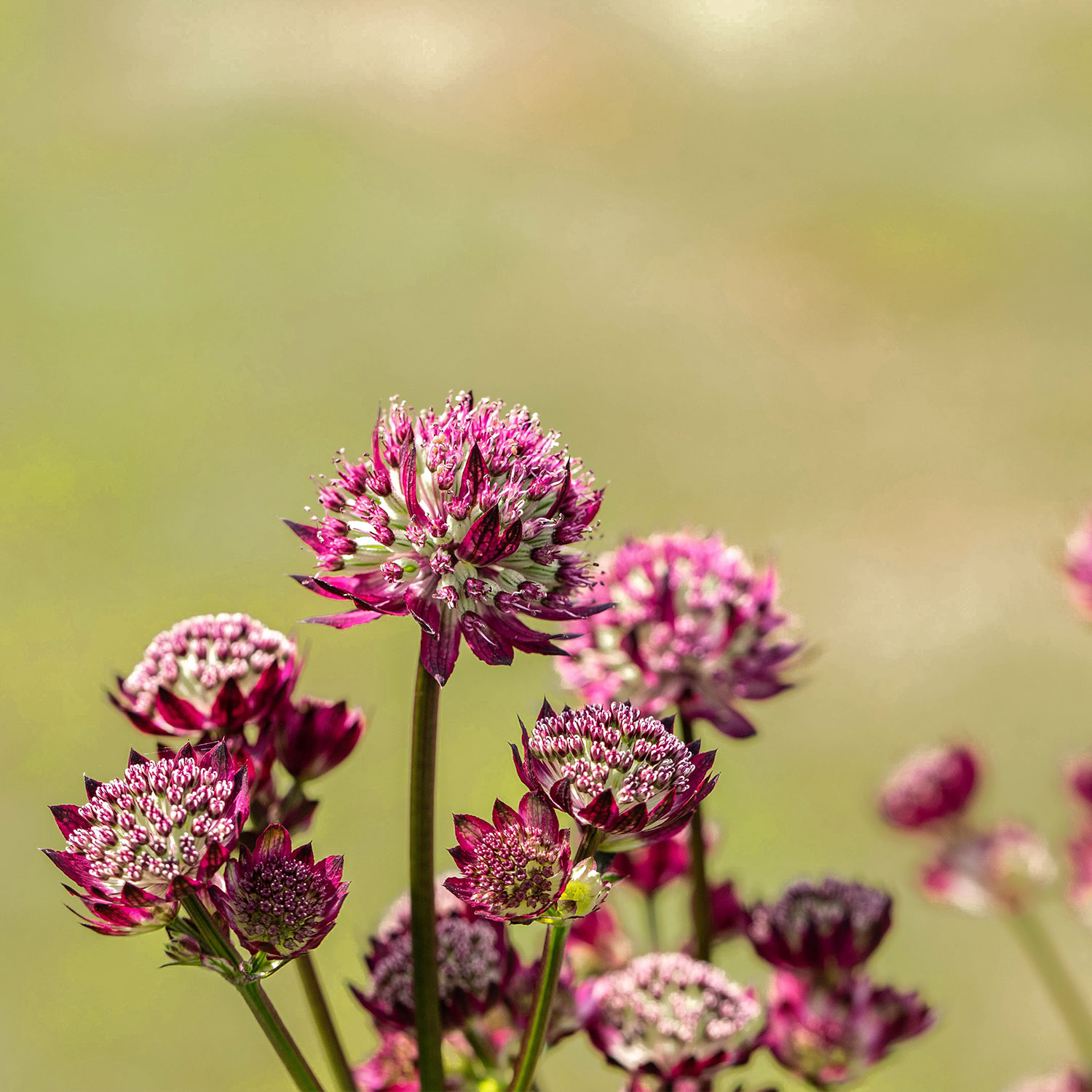 Sterndolde 'Claret'