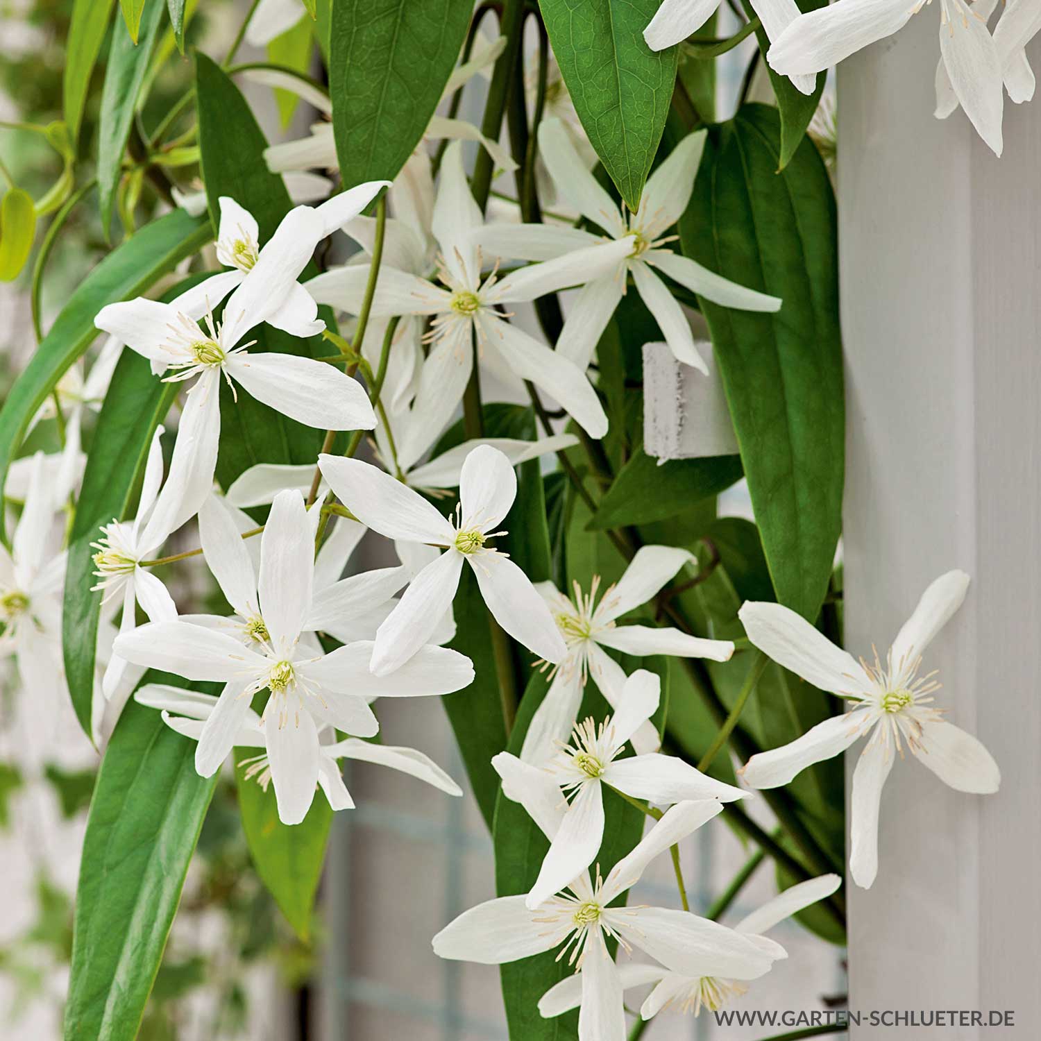 Immergrüne Clematis 'Snowdrift'