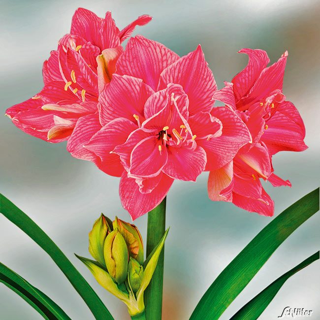 Amaryllis 'Sweet Nymph'