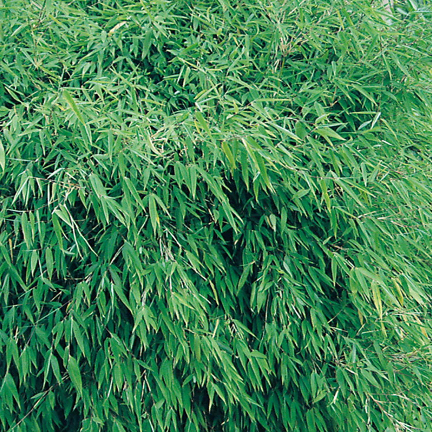 Immergrüner Gartenbambus 'Grüne Hecke'