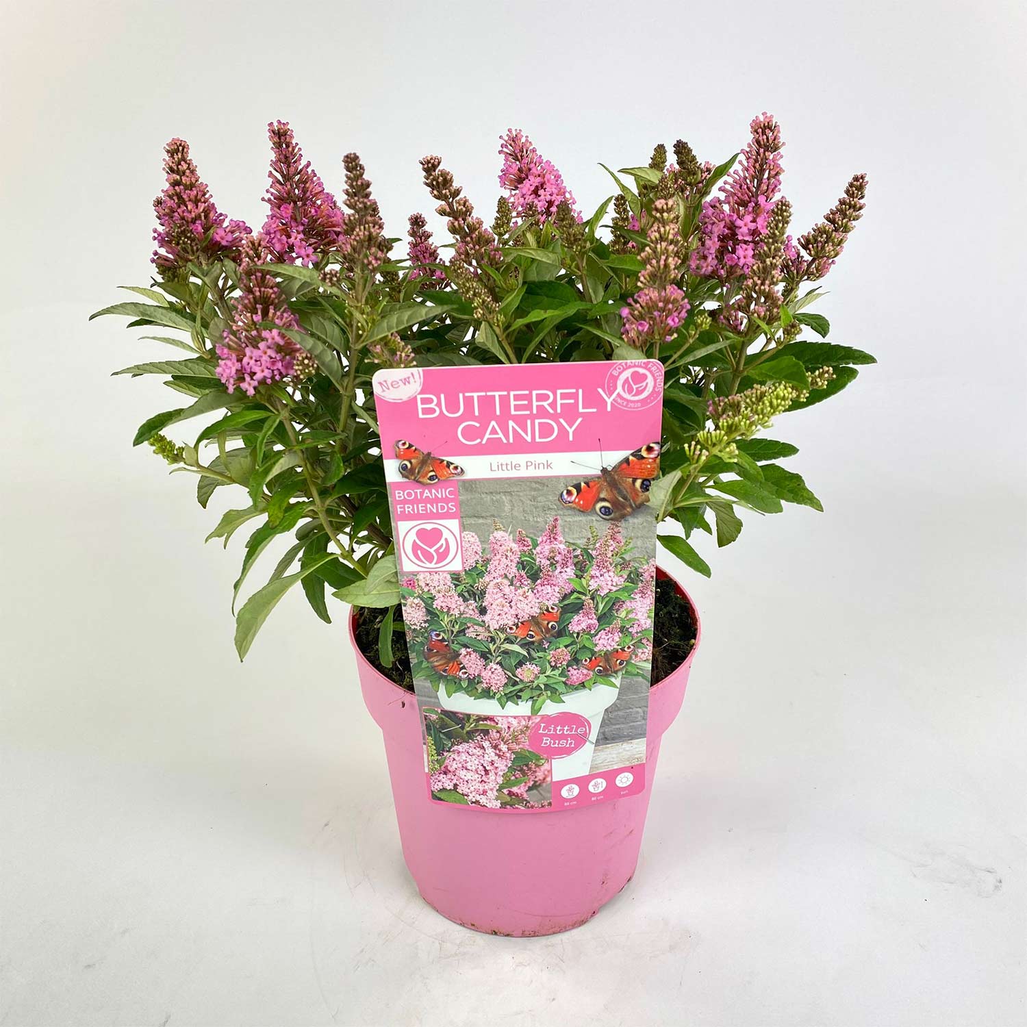 Zwerg-Schmetterlingsflieder 'Butterfly Candy® Little Pink'