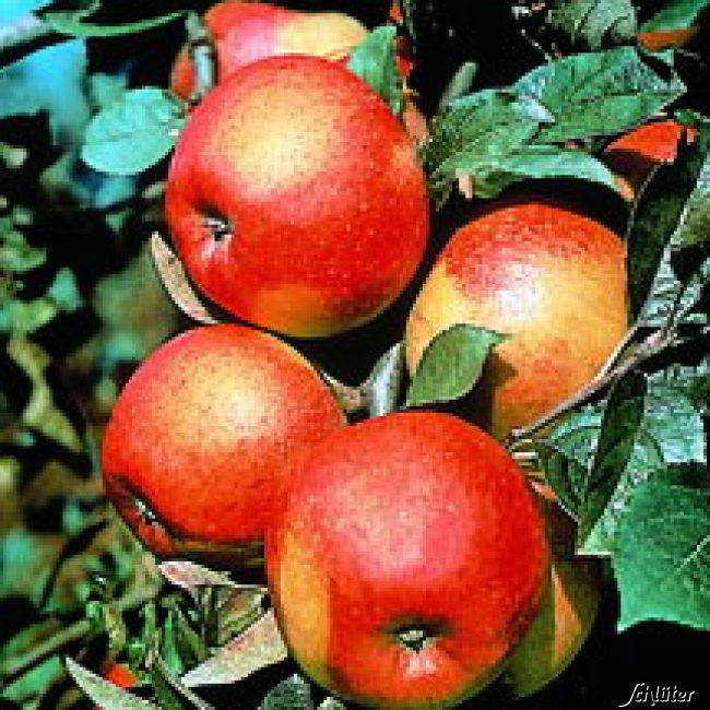 Kategorie <b>Produkt ohne Kategoriezuordnung </b> - Apfel &#039;Pilot®&#039; - Busch Liefergröße: 120 - 160 cm, 40 - 60 cm Sth. - Malus &#039;Pilot®&#039;