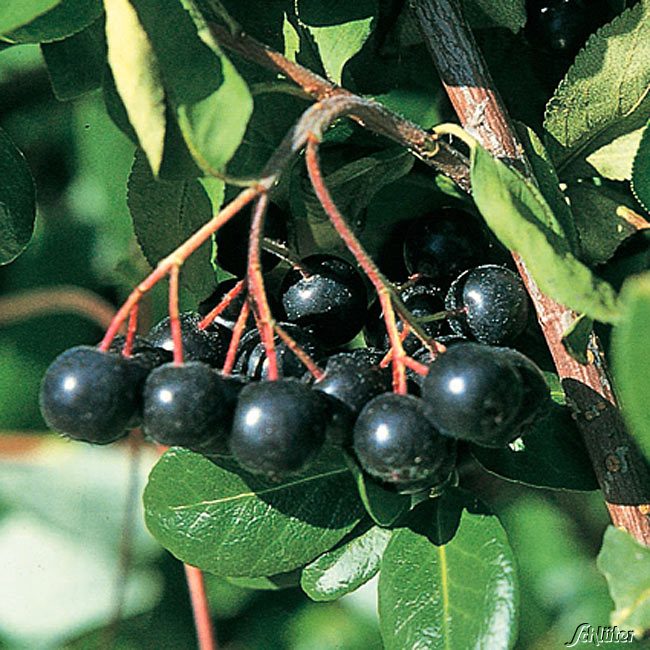 Kategorie <b>Produkt ohne Kategoriezuordnung </b> - Apfelbeere &#039;Hugin&#039;, 3 Liter, 30 - 40 cm Liefergröße: 30 - 40 cm - Aronia melanocarpa &#039;Hugin&#039;